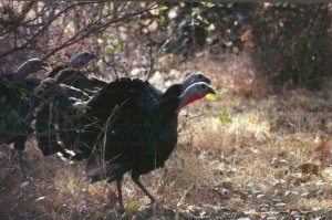 Oklahoma Whitetail Deer, Turkey, Quail Hunts Hackamore