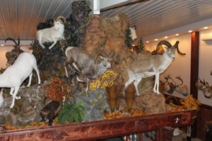 Mount-N-View Taxidermy