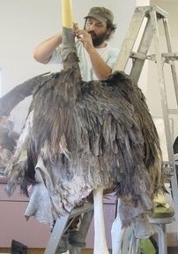 Avian Preservation - Quality Bird Taxidermy