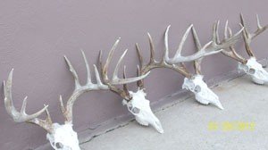 South Dakota Whitetail Deer and Pheasant Hunts Winner Area