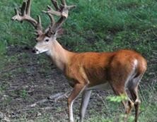 Ohio High Fence and Free Range Whitetail Deer Hunts