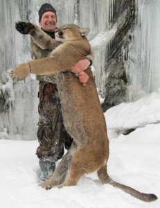 Idaho Bear, Mountain Lion, Wolf Hunts in the Bitterroots