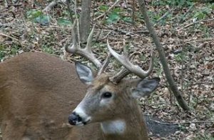 Nebraska Mule Deer, Whitetail Deer, Turkey,  Pheasant, Doves Hunts