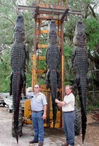 Florida Turkey, Gator, Hog, Exotic Hunts